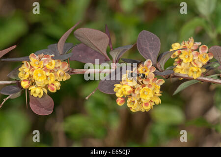 Japanische Berberitze (Berberis Thunbergii Atropurpurea), Zweig mit Blüten, Baden-Württemberg, Deutschland Stockfoto