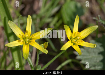 Gelbe Star-of-Bethlehem (Gagea Lutea), Baden-Württemberg, Deutschland Stockfoto