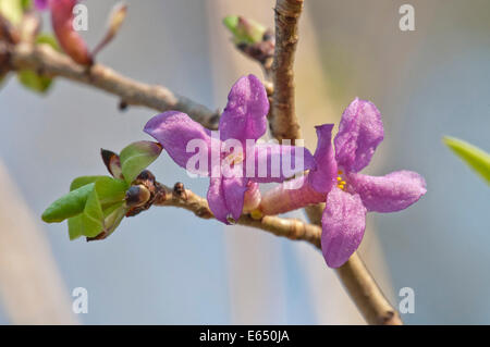 Seidelbast (Daphne Mezereum), Baden-Württemberg, Deutschland Stockfoto