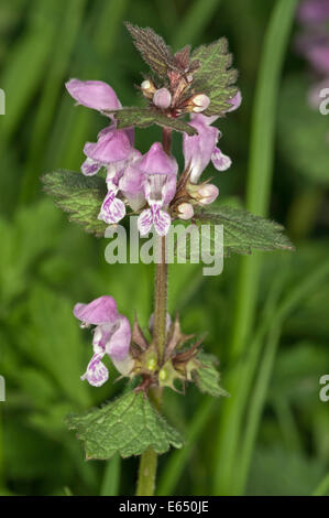 Gesichtet, Taubnessel oder entdeckten Toten-Nessel (Lamium Maculatum), Baden-Württemberg, Deutschland Stockfoto