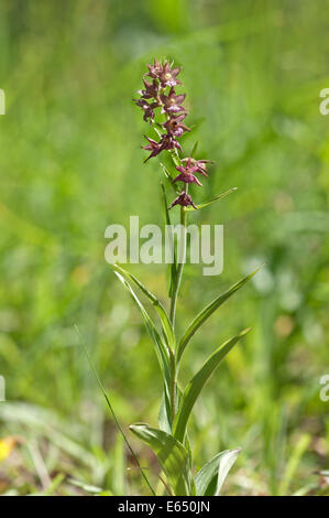 Dunkel rot Helleborine oder Royal Helleborine (Epipactis Atrorubens), Baden-Württemberg, Deutschland Stockfoto