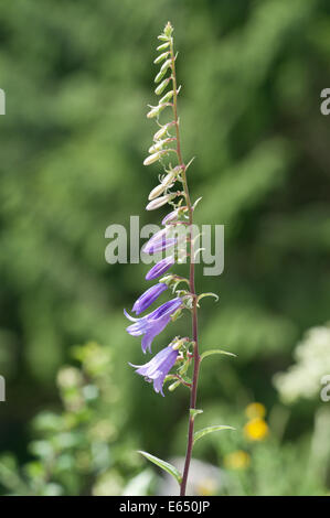 Kriechende Glockenblume oder Rover Glockenblume (Campanula Rapunculoides), Baden-Württemberg, Deutschland Stockfoto