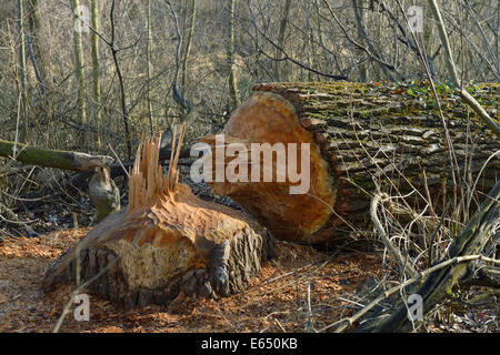 Baum gekaut nach unten durch ein Biber, Lobau, Nationalpark Donau-Auen, Niederösterreich, Österreich Stockfoto