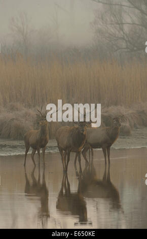 Rothirsch (Cervus Elaphus) im Morgennebel, Lobau, Nationalpark Donau-Auen, Schönau, Niederösterreich, Österreich Stockfoto