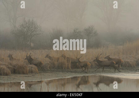 Rothirsch (Cervus Elaphus) im Morgennebel, Lobau, Nationalpark Donau-Auen, Schönau, Niederösterreich, Österreich Stockfoto