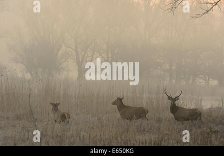 Rothirsch (Cervus Elaphus) im Morgennebel, Lobau, Nationalpark Donau-Auen, Schönau, Niederösterreich, Österreich Stockfoto