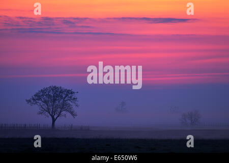 Baum im Nebel, sunset glow, Apetlon, Burgenland, Österreich Stockfoto