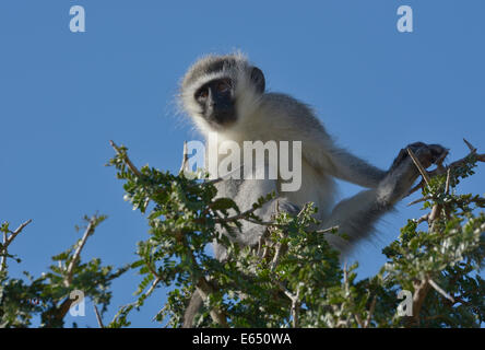 Vervet Affe (Chlorocebus Pygerythrus), Addo Elephant National Park, Eastern Cape, Südafrika Stockfoto