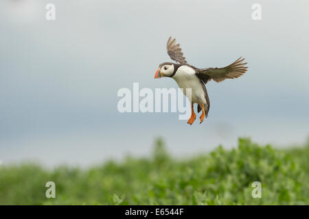 Papageitaucher Fratercula Arctica, Farne Insel, Northumberland, Vereinigtes Königreich Stockfoto