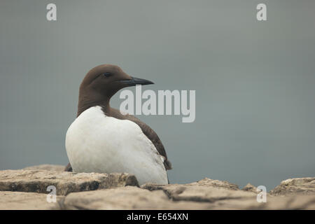 Tordalk, Alca Torda, Farne Islands, Northumberland, England Stockfoto