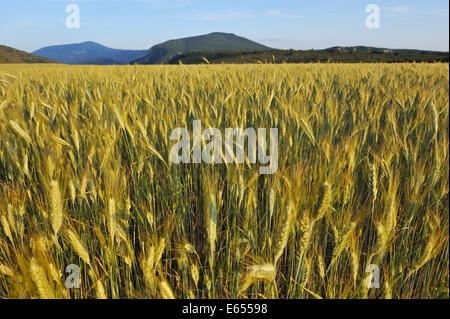 Wheat field, Gorges du Verdon, Provence, France, Europe Stockfoto