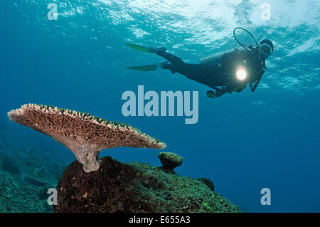 Taucher Tauchen und leuchtende Fackel auf Tischkoralle (Acropora), Celebes-See, Insel Sipadan, Borneo, Malaysia Stockfoto