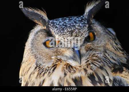 Eurasische Adler-Eule (Bubo Bubo)-Porträt Stockfoto