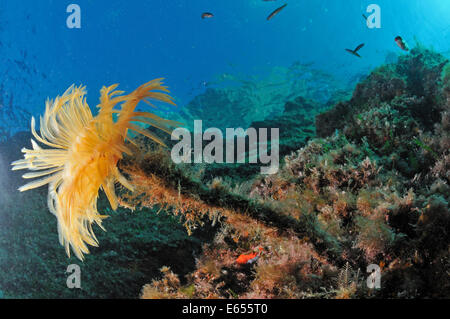 Gelbe Staubwedel Worm (Sabella spallanzanii) auf einem Korallenriff, Mittelmeer, Port-Cros Island, Frankreich, Europa Stockfoto