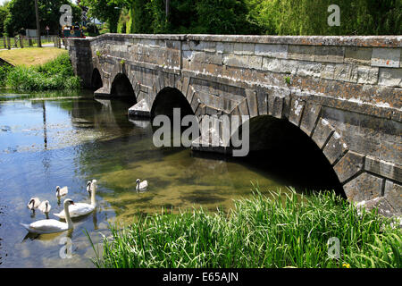 Schwäne und Cygnets am Fluss Avon neben Queensbury Brücke in Amesbury, Wiltshire, England. Stockfoto