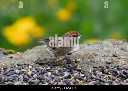 Männliche weniger Redpoll, Zuchtjahr Kabarett, ernähren sich von Samen in einem Garten in Wales Stockfoto