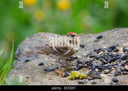 Männliche weniger Redpoll, Zuchtjahr Kabarett, ernähren sich von Samen in einem Garten in Wales Stockfoto