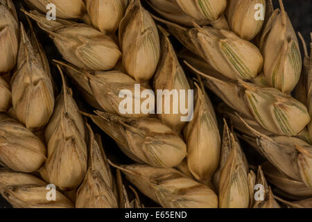 Nahaufnahme der Weizenohren (Triticum sp.). Visuelle Metapher für das Konzept der Hungersnot. Für Ernährungssicherheit / Anbau von Lebensmitteln, Weizen als Rohstoff weltweit. Stockfoto