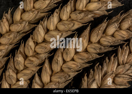 Nahaufnahme der Weizenohren (Triticum sp.). Visuelle Metapher für das Konzept der Hungersnot. Für Ernährungssicherheit / Anbau von Lebensmitteln, Weizen als Rohstoff weltweit. Stockfoto