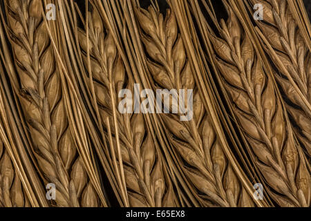 Close-up von Gerste (Hordeum vulgare) Ohren. Visuelle Metapher für das Konzept der Hungersnot. Metapher für die Ernährungssicherheit/Anbau von Nahrungsmitteln. Stockfoto