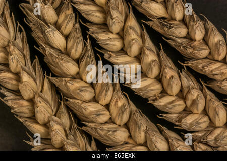 Nahaufnahme der Weizenohren (Triticum sp.). Visuelle Metapher für das Konzept der Hungersnot. Für Ernährungssicherheit / Anbau von Lebensmitteln, Weizen als Rohstoff weltweit. Stockfoto