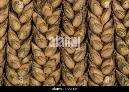 Nahaufnahme der Weizenohren (Triticum sp.). Visuelle Metapher für das Konzept der Hungersnot. Für Ernährungssicherheit / Anbau von Lebensmitteln, Weizen als Rohstoff weltweit. Stockfoto