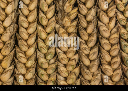 Nahaufnahme der Weizenohren (Triticum sp.). Visuelle Metapher für das Konzept der Hungersnot. Für Ernährungssicherheit / Anbau von Lebensmitteln, Weizen als Rohstoff weltweit. Stockfoto