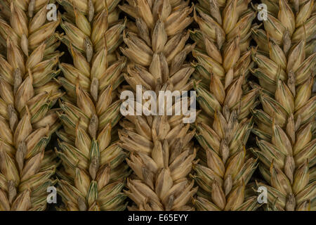 Nahaufnahme der Weizenohren (Triticum sp.) (leicht grüner Zustand). Visuelle Metapher für das Konzept der Hungersnot. Für Ernährungssicherheit / Anbau von Nahrungsmitteln, Weizenrohstoffen Stockfoto