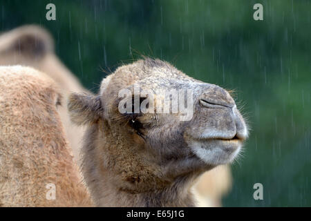 Porträt des baktrischen Kamel (Camelus baktrischen) im Regen Stockfoto