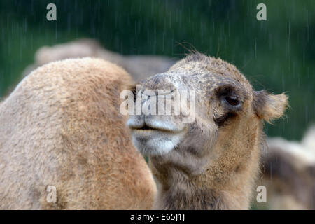 Porträt des baktrischen Kamel (Camelus baktrischen) im Regen Stockfoto