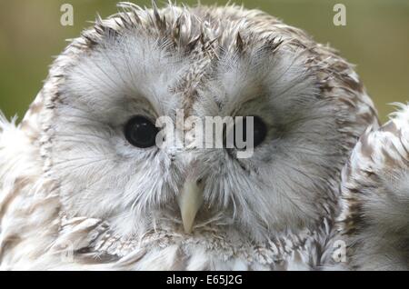 Porträt der Habichtskauz (Strix Uralensis) im Zoologischen Garten Stockfoto