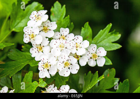 Crataegus wird gemeinhin als Weißdorn oder Maiblüten weiße Blüten bezeichnet Stockfoto