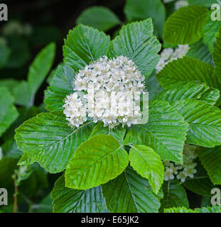 Die weißen Blüten des Baumes gemeinsame Mehlbeere (Sorbus Aria) Stockfoto