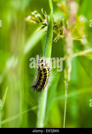 Eine Raupe eines Schmetterlings großer Kohlweißling (Pieris Brassicae) klettern auf einem Rasen Stamm oder Stengel Stockfoto