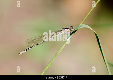 Weibliche gemeinsame Blue Damselfly ruht auf Rasen Stiel Stockfoto