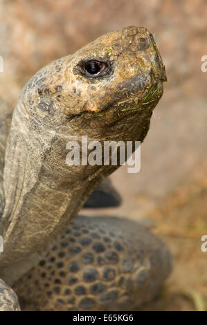 Schildkröte, San Diego Zoo, Balboa Park, San Diego, Kalifornien Stockfoto