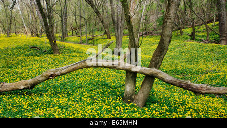 Blumen für den Waldboden neben Little Miami River im zeitigen Frühjahr, südwestlichen Ohio, USA Stockfoto