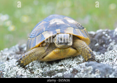 Sporn-thighed-Schildkröte (Testudo Graeca) Stockfoto