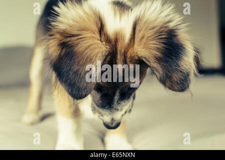 Welpe, stehend am Bett, Blick nach unten Stockfoto