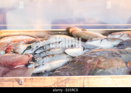 frischer Fisch glänzende Box Container fischt "iced Vitrine" Bass "Dorade" "Meeräsche Fisch" Schwertfisch "Copy Space" Stockfoto