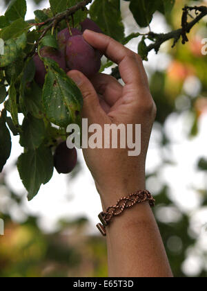 Zarte Frauenhand Kommissionierung eine Pflaume vom Baum, UK Stockfoto