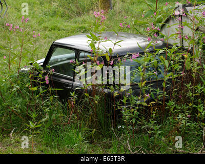 Verlassene und überwucherten Mini Mayfair Auto, UK Stockfoto