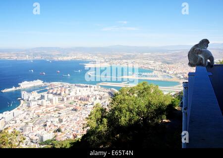 Barbary Macaque Familie auf dem Felsen Stockfoto