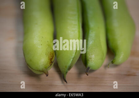 Dicke Bohnen Vicia Faba Nahaufnahme Stockfoto