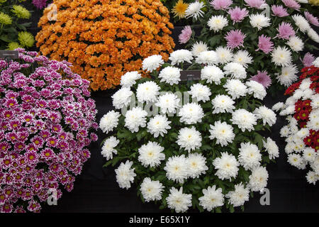 Southport, Merseyside, UK. 15. August 2014. Herausforderung Tropy winnner Frank Chartlons Arrangements der Chrysanthemen; Blumensträuße an Großbritanniens größte unabhängige flower show. Stockfoto