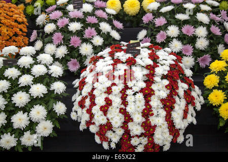 Southport, Merseyside, UK. 15. August 2014. Herausforderung Tropy winnner Frank Chartlons Arrangements der Chrysanthemen; Blumensträuße an Großbritanniens größte unabhängige flower show. Stockfoto