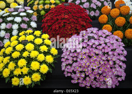 Southport, Merseyside, UK. 15. August 2014. Herausforderung Tropy winnner Frank Chartlons Arrangements der Chrysanthemen; Blumensträuße an Großbritanniens größte unabhängige flower show. Stockfoto