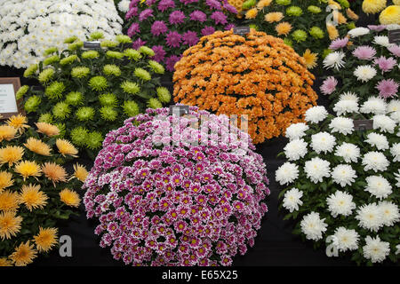 Southport, Merseyside, UK. 15. August 2014. Herausforderung Tropy winnner Frank Chartlons Arrangements der Chrysanthemen; Blumensträuße an Großbritanniens größte unabhängige flower show. Stockfoto