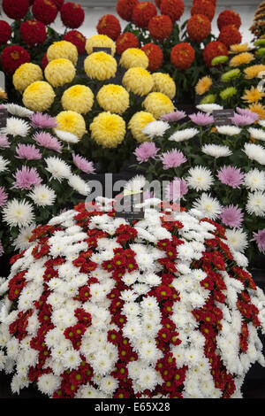 Southport, Merseyside, UK. 15. August 2014. Herausforderung Tropy winnner Frank Chartlons Arrangements der Chrysanthemen; Blumensträuße an Großbritanniens größte unabhängige flower show. Stockfoto