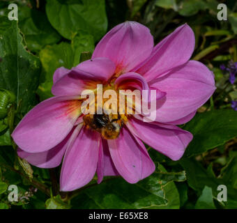 Biene auf Dahlia Blume Stockfoto